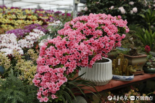 壹圖集 小年花意濃,泰山花卉市場(chǎng)生意火爆