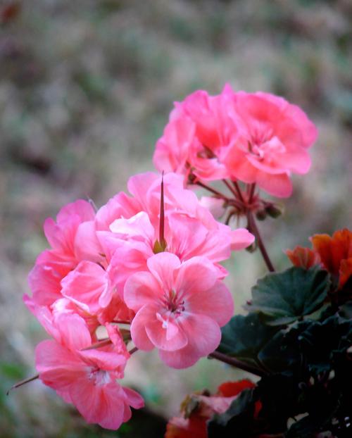 寫實(shí)花卉 花朵 數(shù)碼照片 免費(fèi)素材產(chǎn)品工業(yè)素材免費(fèi)下載(圖片編號(hào)
