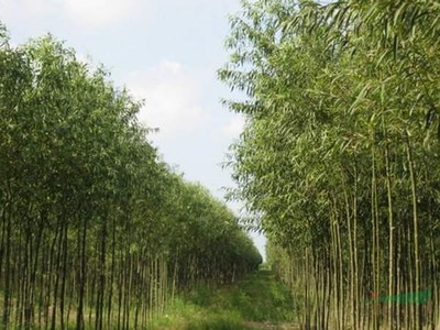 沭陽縣景盟園藝苗木場(chǎng)