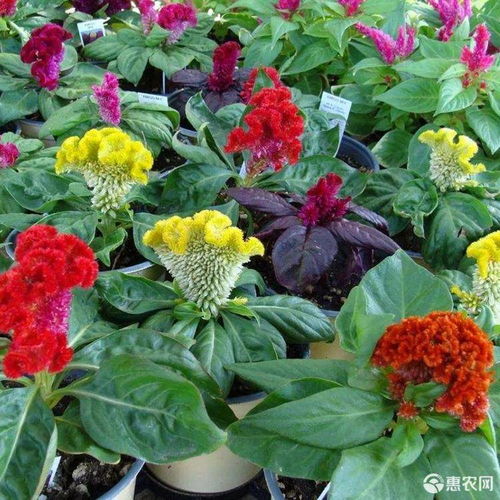 雞冠花種子鳳尾冠狀雞冠花 庭院陽(yáng)臺(tái)花卉盆栽花籽 春秋四季播易價(jià)格1.9元 包 惠農(nóng)網(wǎng)