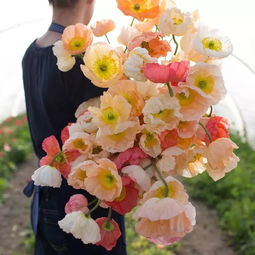 陽(yáng)光旅行家,愿陽(yáng)光與花同你常在 鮮花農(nóng)場(chǎng),給你一片世外桃源