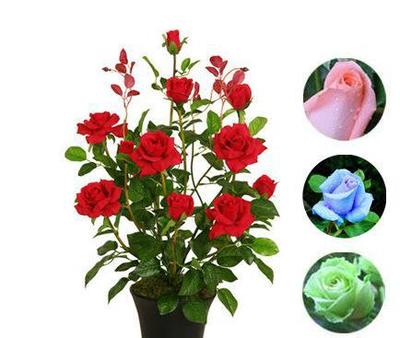 當年開花花卉綠植室內(nèi)盆栽景玫瑰花苗植物