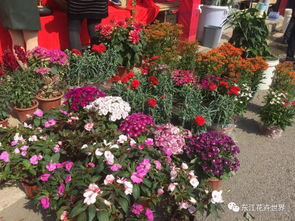 這樣花卉產(chǎn)品一應(yīng)俱全的市場,落戶在東莞 東城上橋