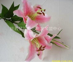 供應(yīng)絹花批發(fā) 絹花 絹花批發(fā)市場 陜西夢(mèng)幻花藝批發(fā)加盟中心 仿真花 婚慶用品 十字繡
