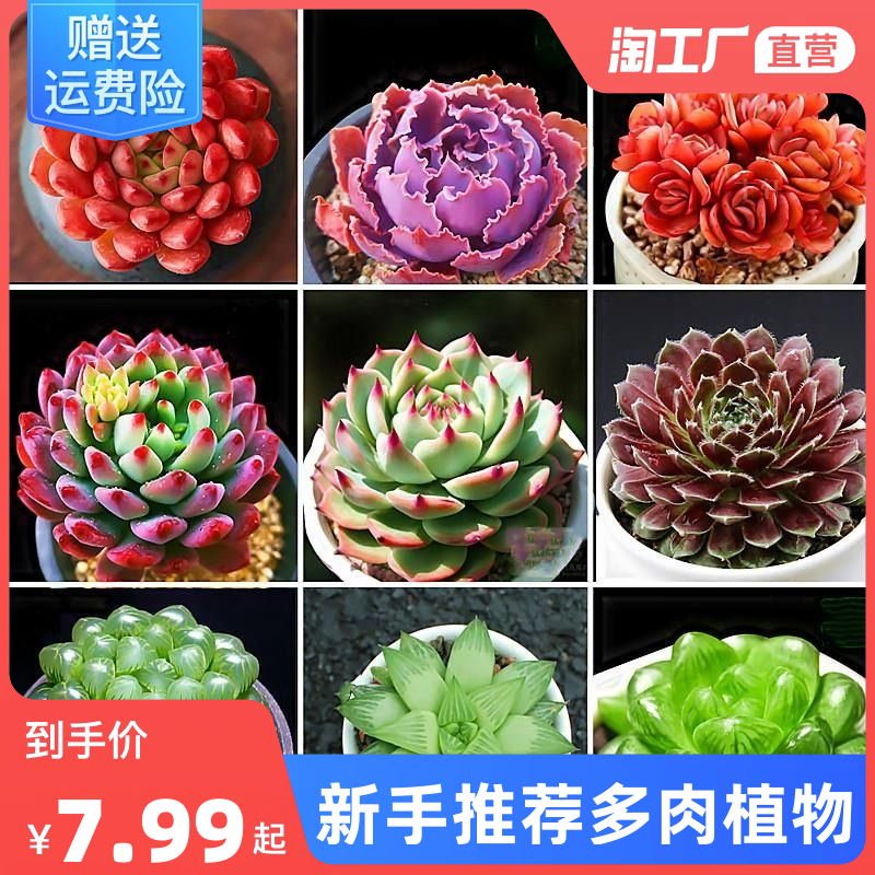 當前網(wǎng)購流行產(chǎn)品
