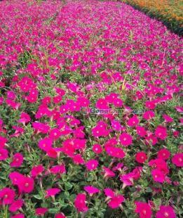 供應(yīng)矮牽牛、矮牽牛種植基地、矮牽牛價(jià)格---麗穎花卉_農(nóng)副產(chǎn)品_世界工廠網(wǎng)中國產(chǎn)品信息庫