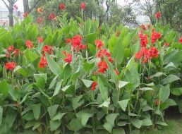 專(zhuān)業(yè)的美人蕉供應(yīng)商就在濰坊