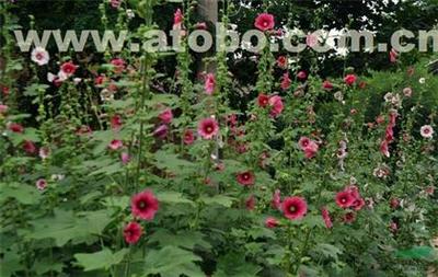 【芳青花卉苗(圖)_大花蜀葵_蜀葵】,價格,廠家,圖片,供應商,花木,青州市芳青花卉苗木專業(yè)合作社 - 產品庫 - 阿土伯交易網