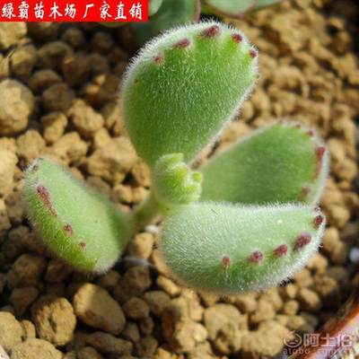 【綠霸苗木場熊童子多肉植物防輻射凈化氣空室內陽臺綠植盆栽花卉】沭陽縣新河鎮(zhèn)新槐居委會綠霸苗木場 - 產品庫