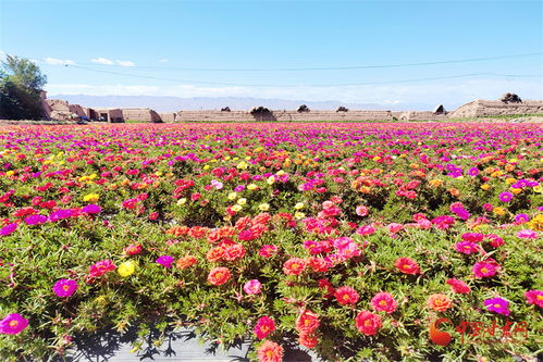 高臺(tái) 花卉制種為鄉(xiāng)村振興錦上添 花