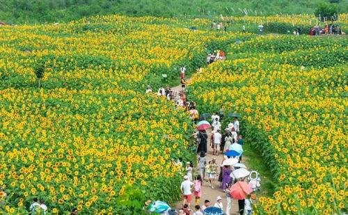 成都將打造1000個精品賞花場景,支持溫江這樣發(fā)展