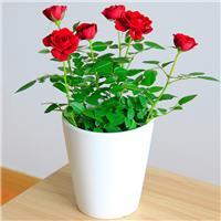 室內(nèi)花卉綠植租擺相關(guān)產(chǎn)品推薦